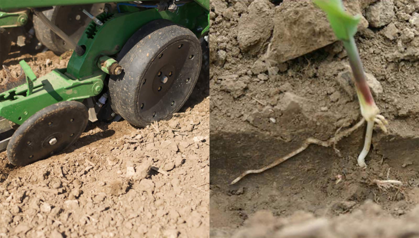 side by side images of a gauge wheel and a corn plant growing in compacted soil