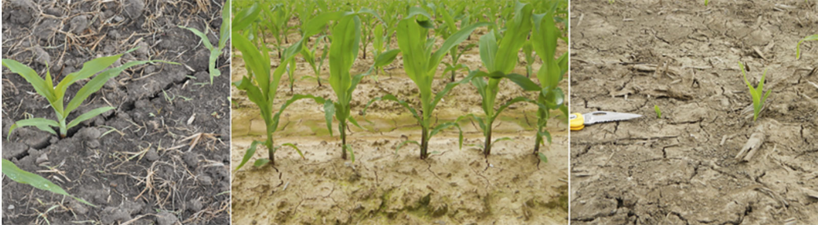 young corn plants in variable soil situations