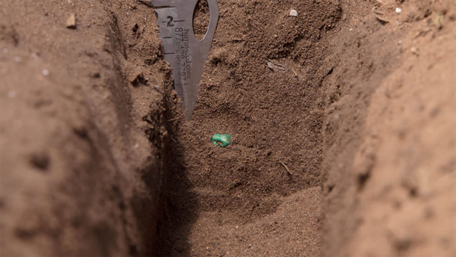 corn seed placed in the seed trench