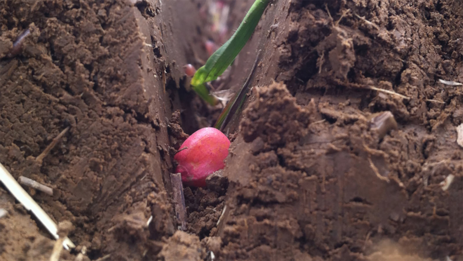 a seed shown in the seed trench