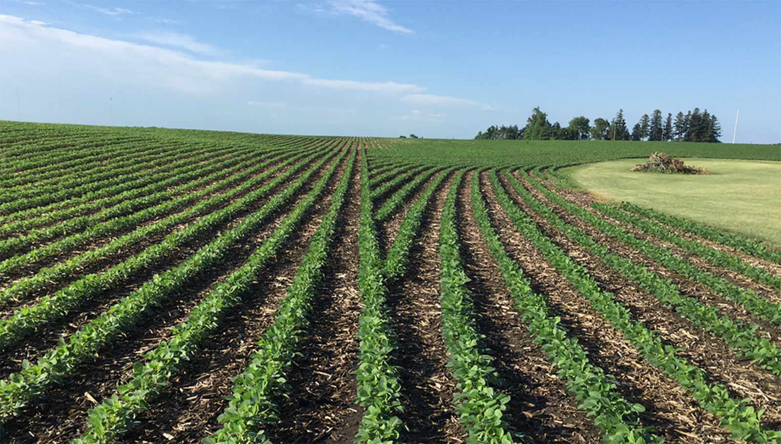 an example of Row Flow used in a soybean field