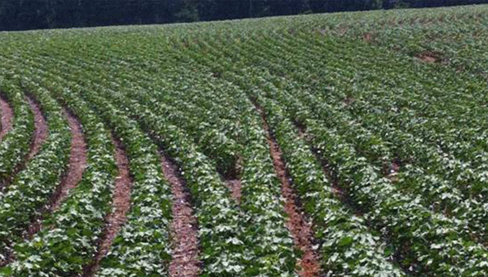 a field of soybeans displaying what happens when using Row Flow