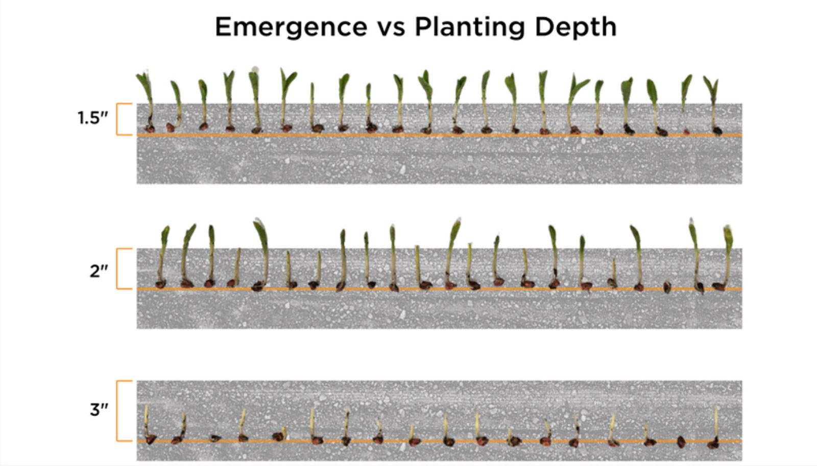 Emergence versus planting depth