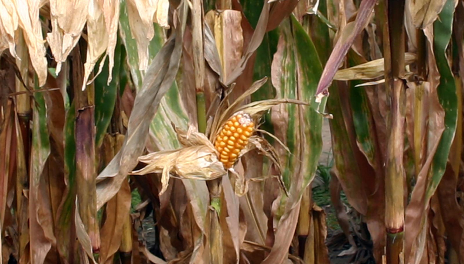 ear of corn on a stalk with the husk pulled back