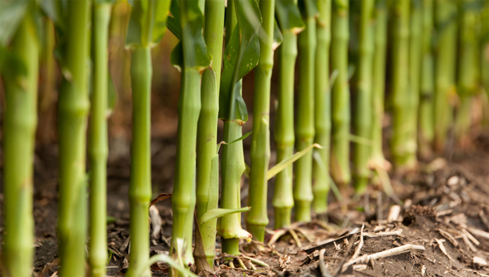 corn stalks