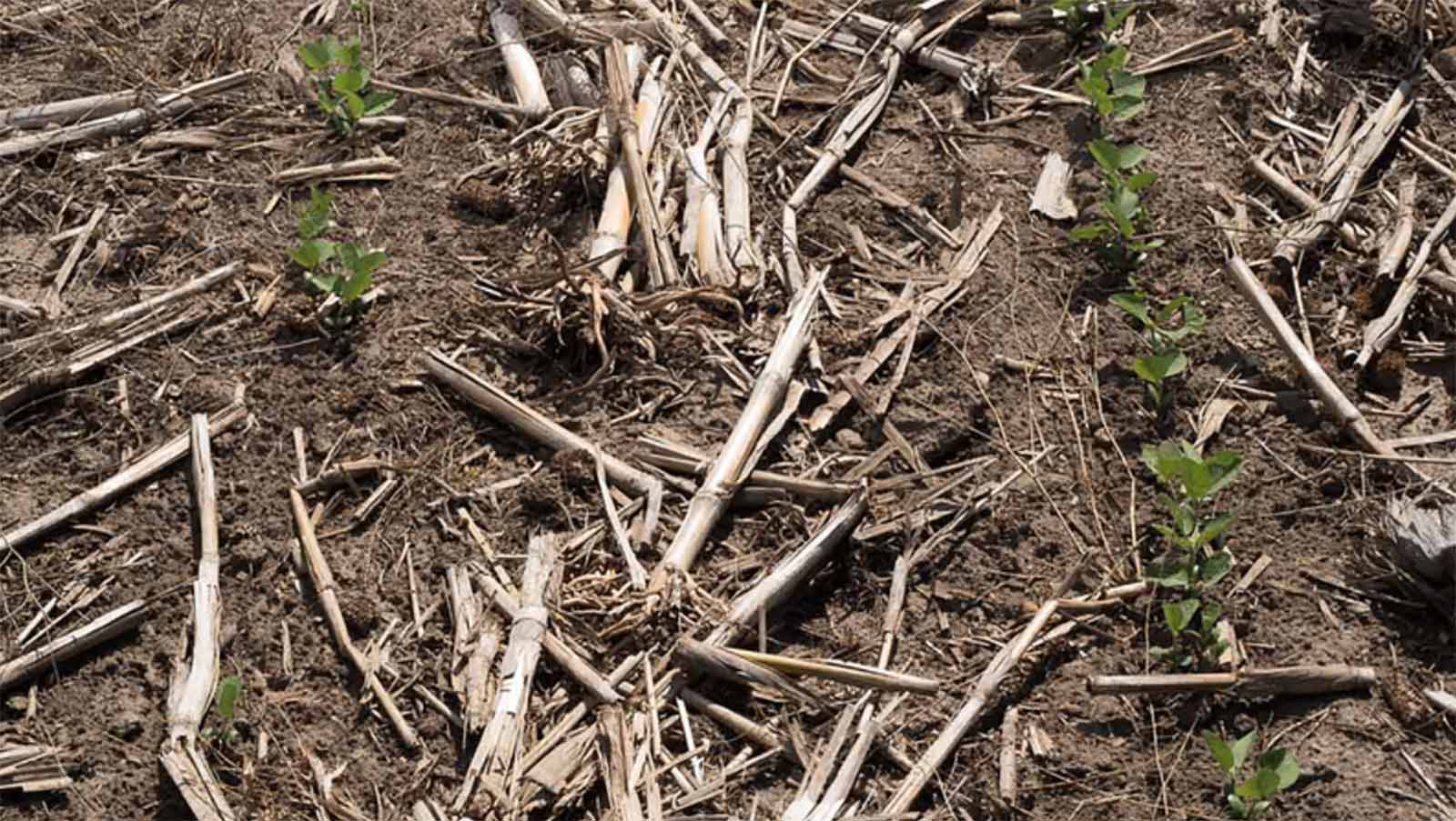 emergence variation between two rows of the same planter set at the same depth setting but with true planting depths varied by five eighths inch between rows